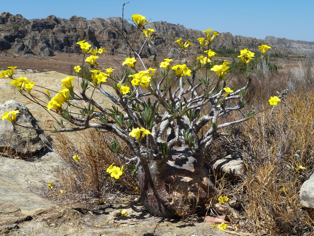 Isalo_-_Pachypodium_rosulatum