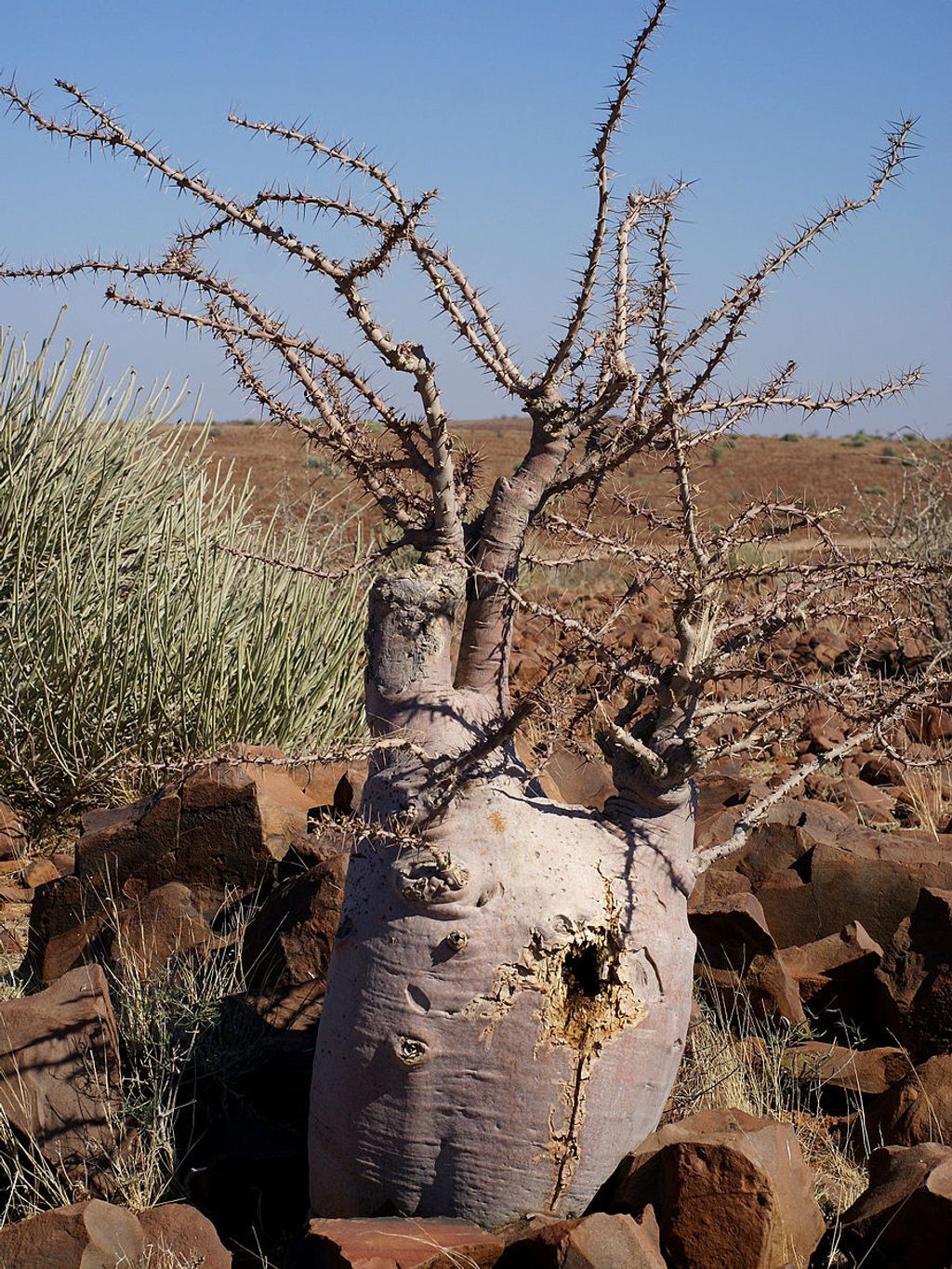 900px-Pachypodium_lealii_1