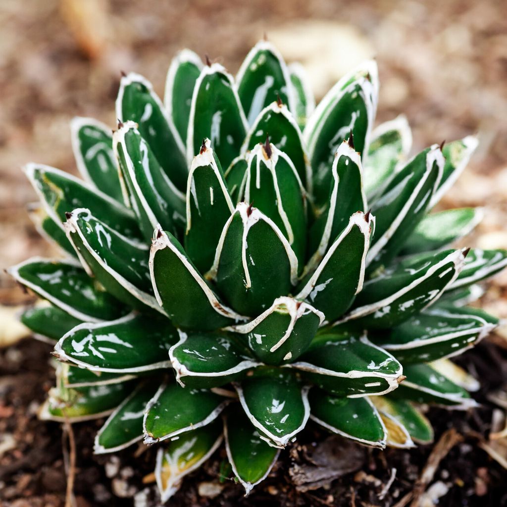 queen_vic_agave__54998