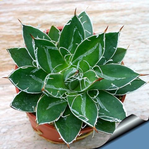 agave-filifera-compacta-1