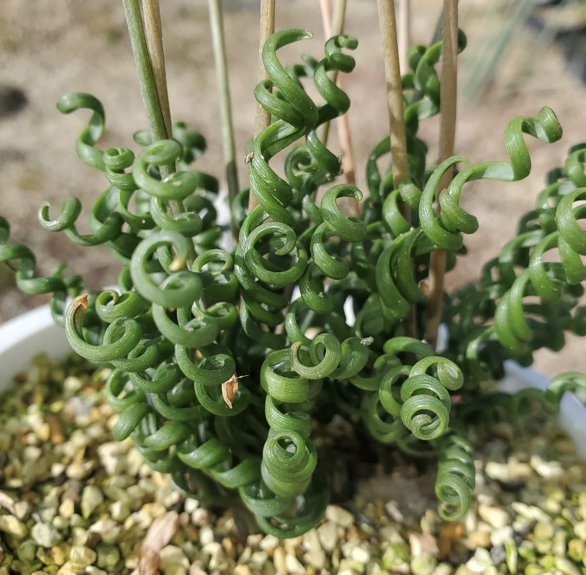 鋼絲彈簧草7311
