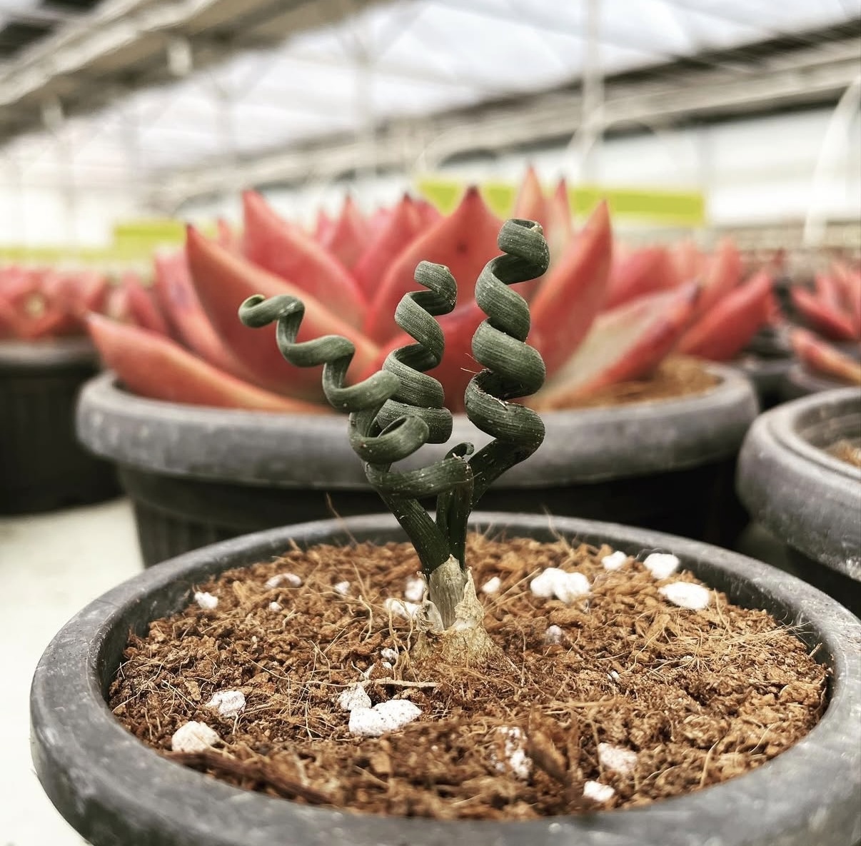 鋼絲彈簧草7312