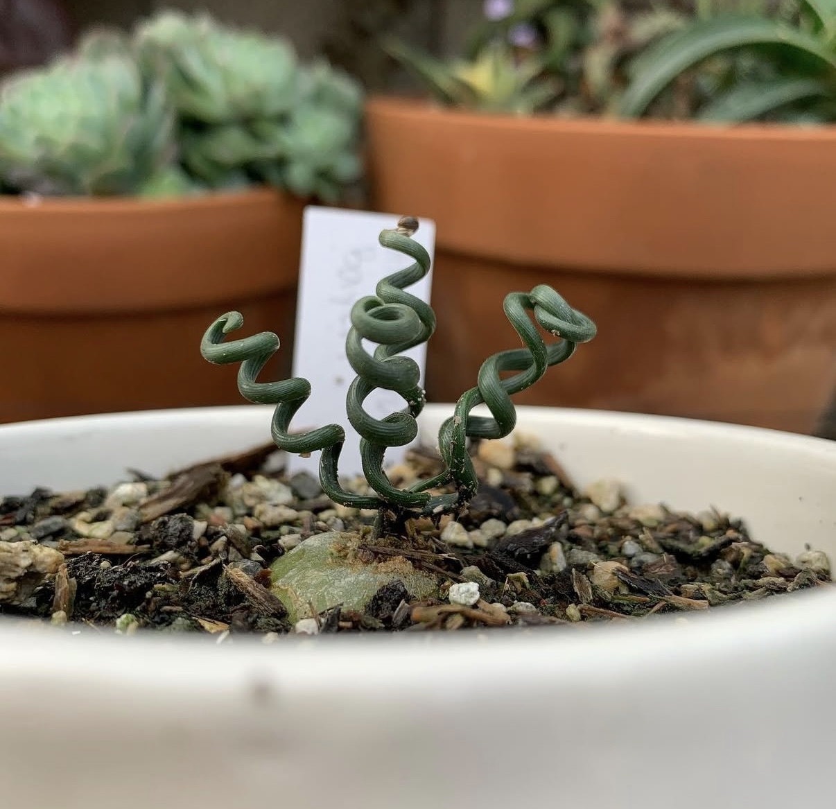 鋼絲彈簧草7313