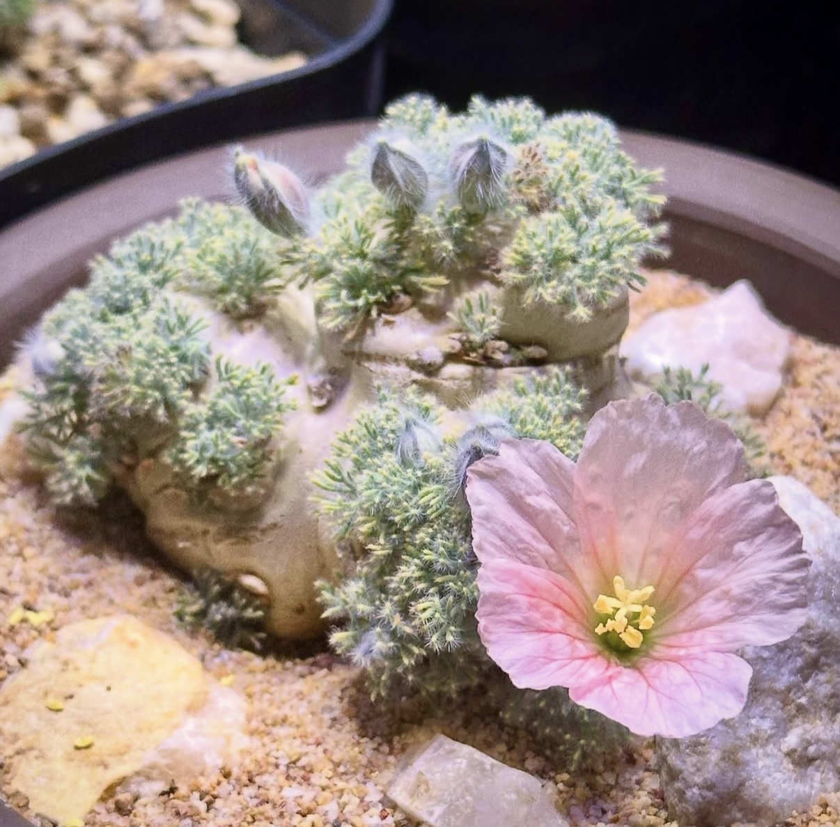 白皮月界7305