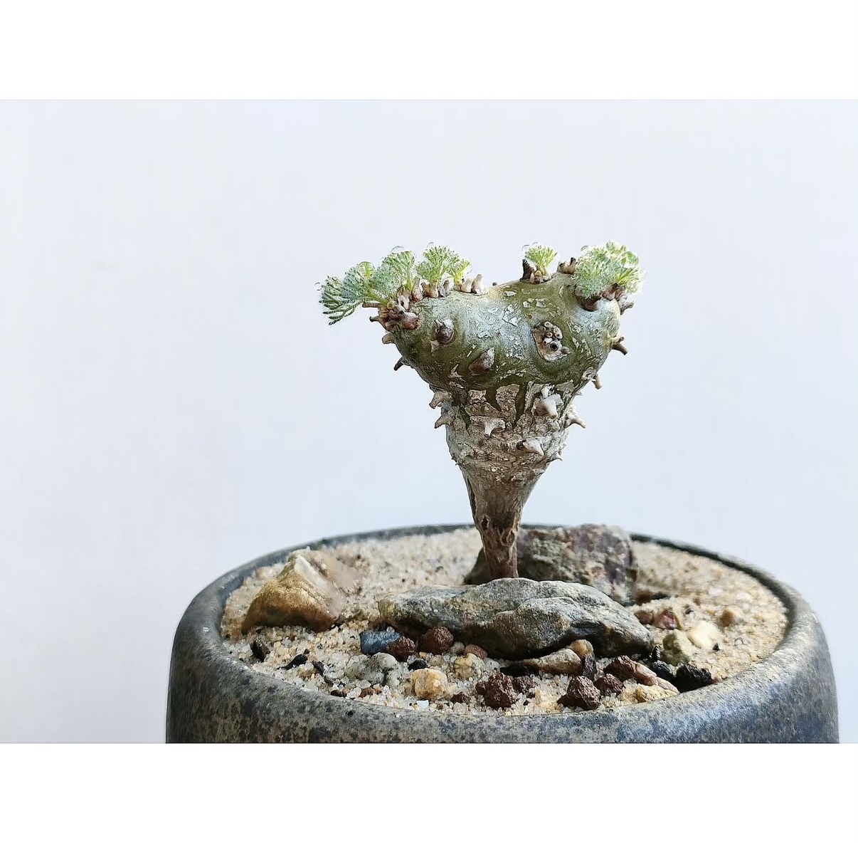白皮月界7306