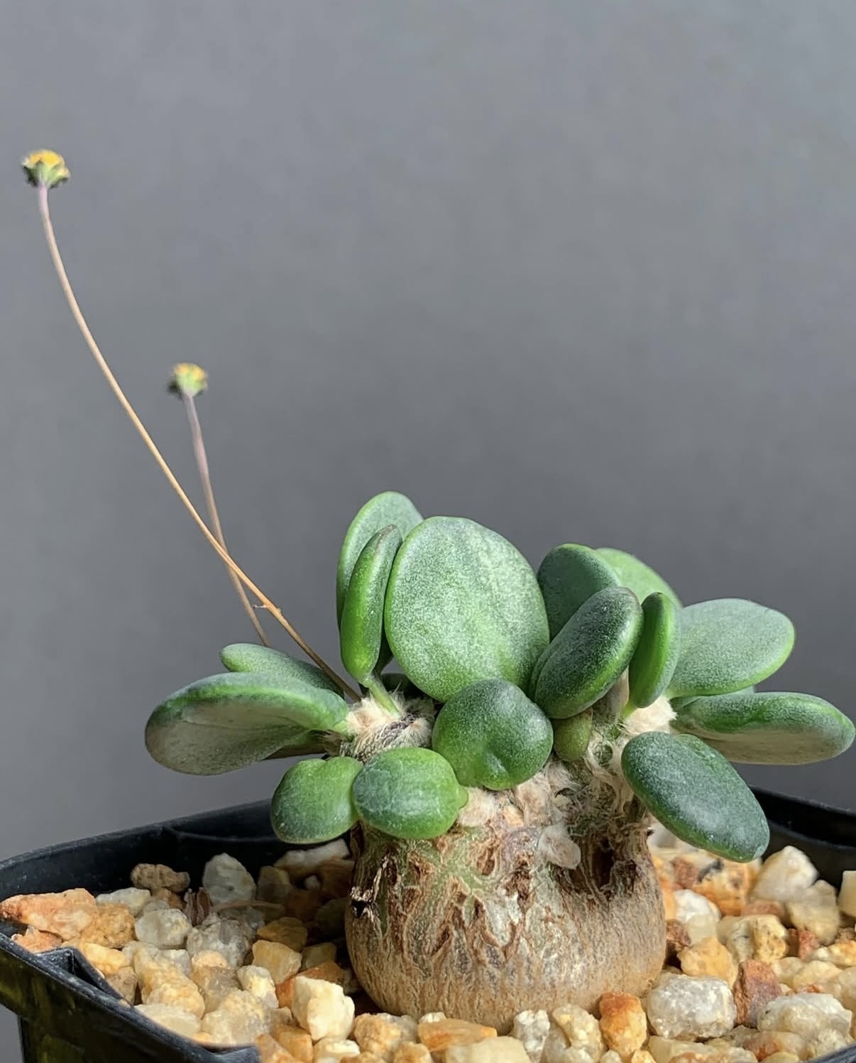 恩特美厚敦菊7307