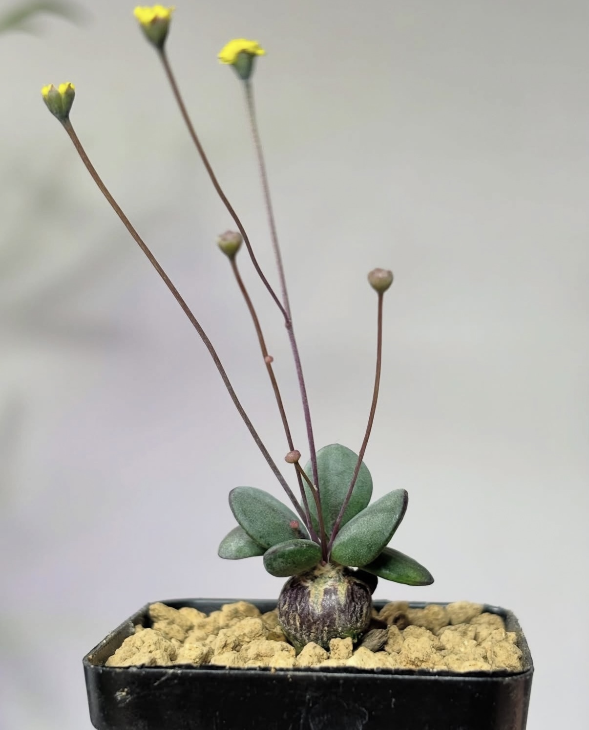 恩特美厚敦菊7309