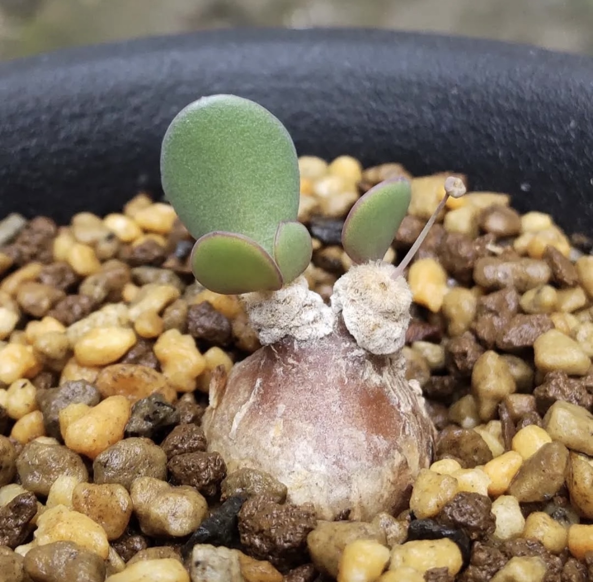 恩特美厚敦菊7310