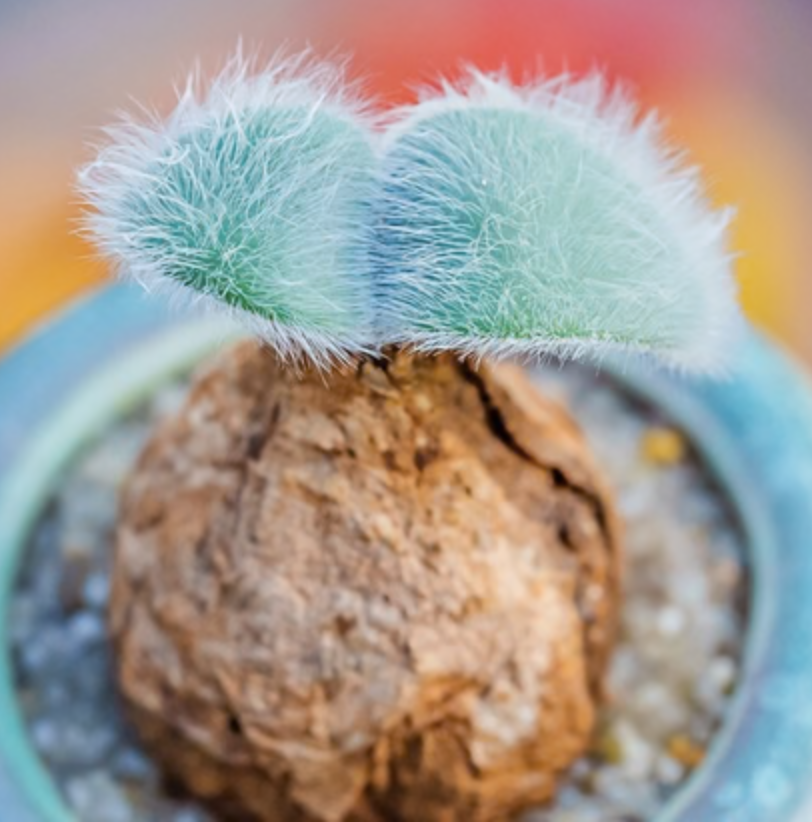 截圖 2025-09-02 上午10.51.56