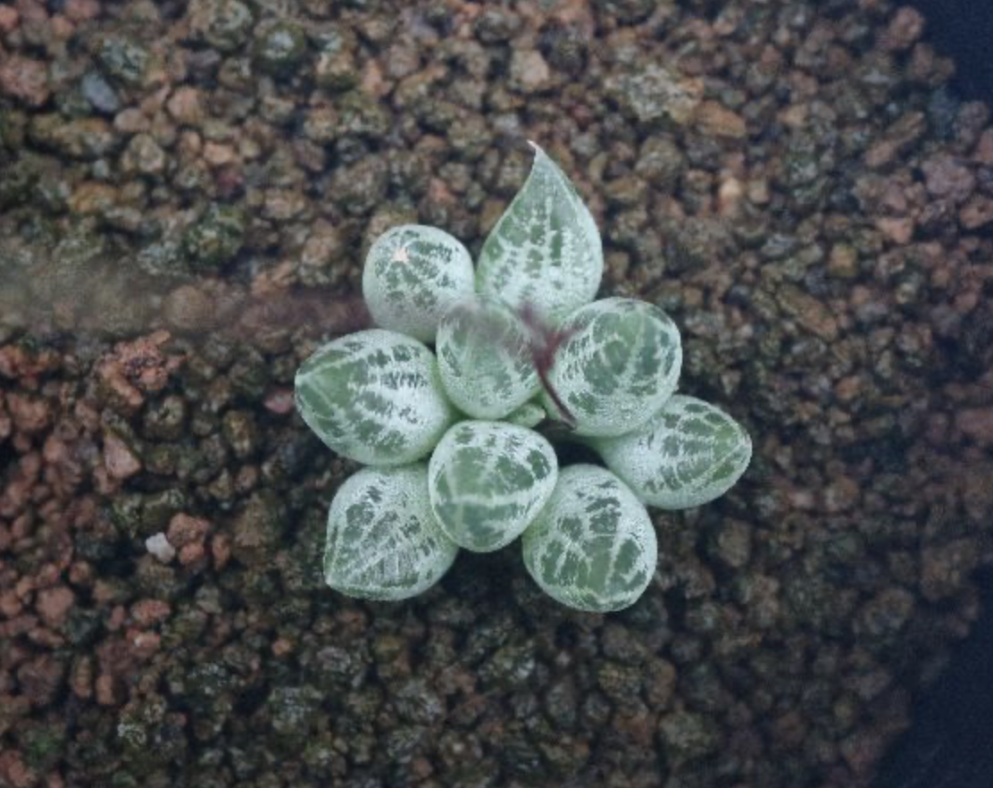 截圖 2025-09-02 上午10.56.00