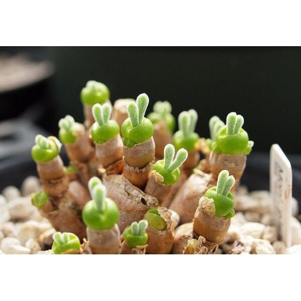 f0cfdb32d009aa97daa0263eb42c3a6b