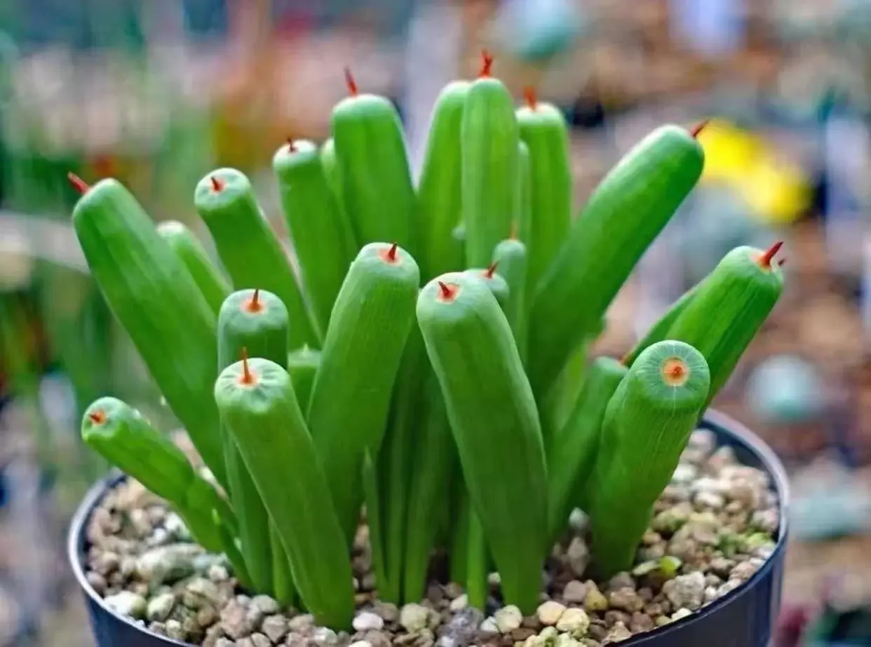 il_fullxfull.6221787956_5vu6