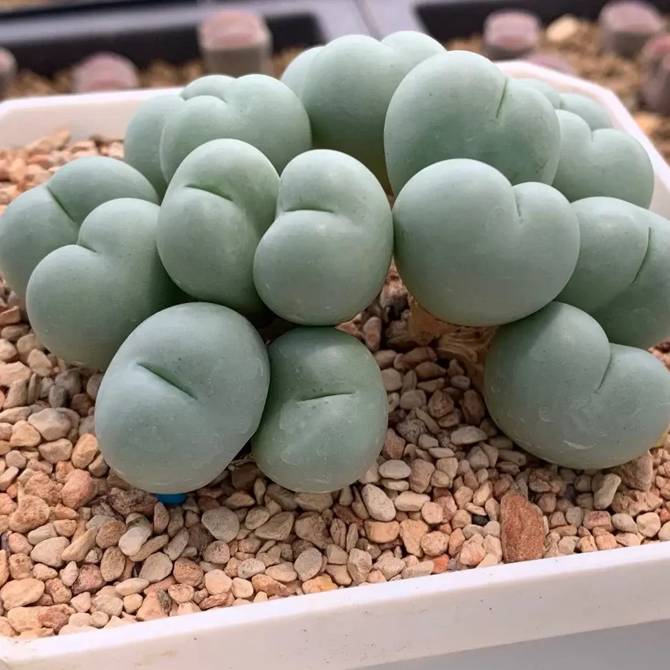conophytum_globosum_1_8e729e15-fbcd-4e38-b5ac-8b6ff1514381
