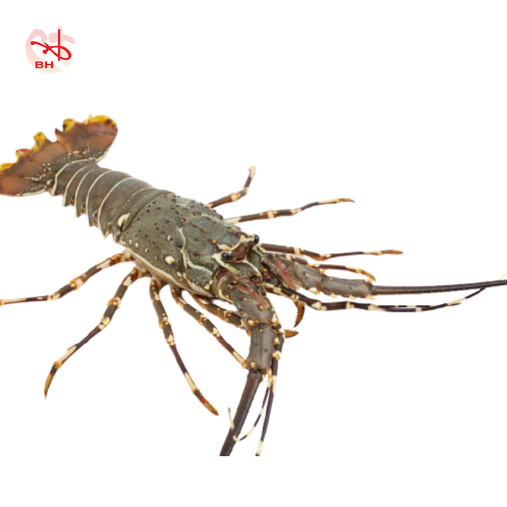 17.png