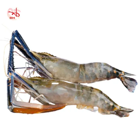Semi Iqf Scampi Head On Boon Hong Fishery Sdn Bhd Semi Iqf Scampi Head On Boon Hong Fishery Sdn Bhd