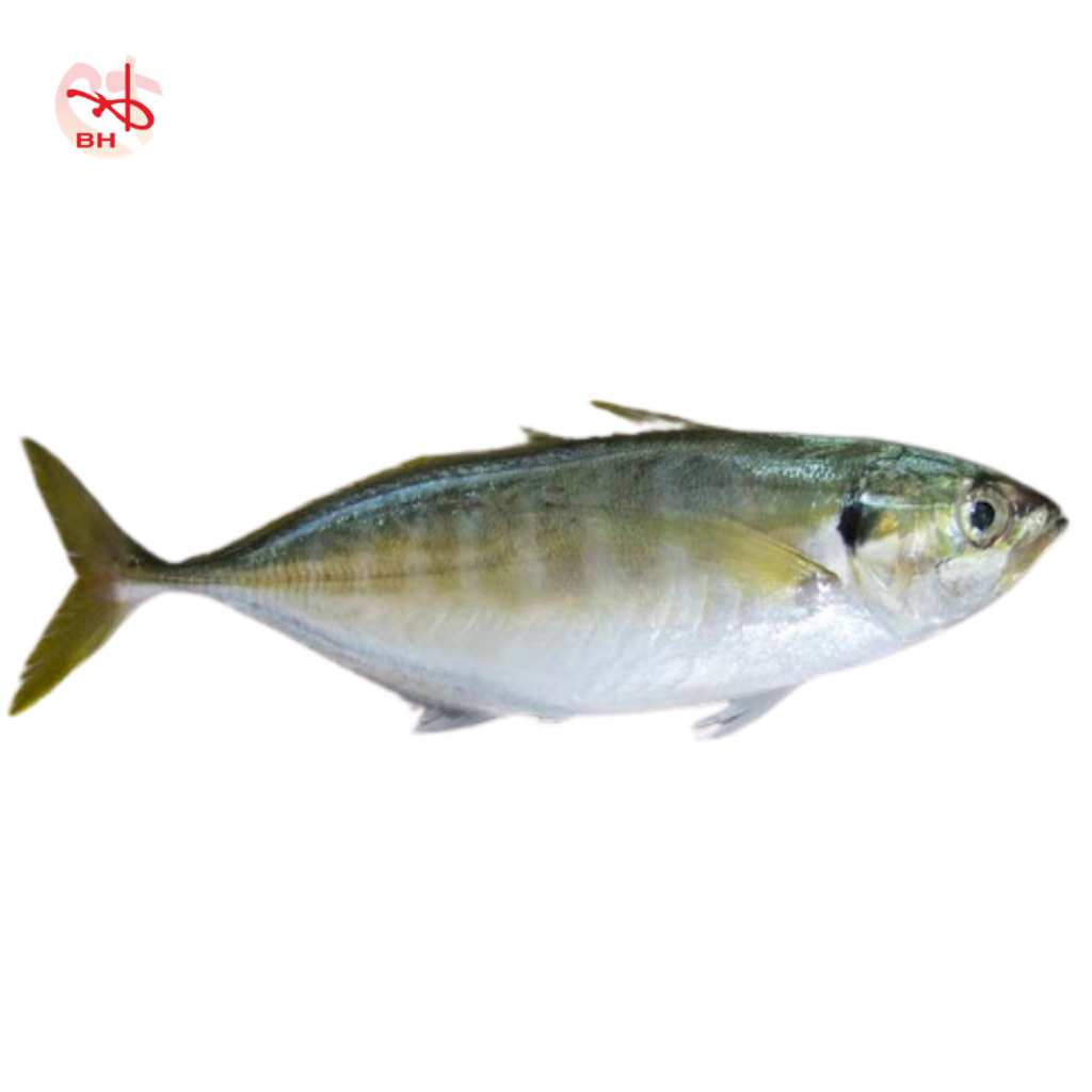 Yellow Tail Scad 2.png