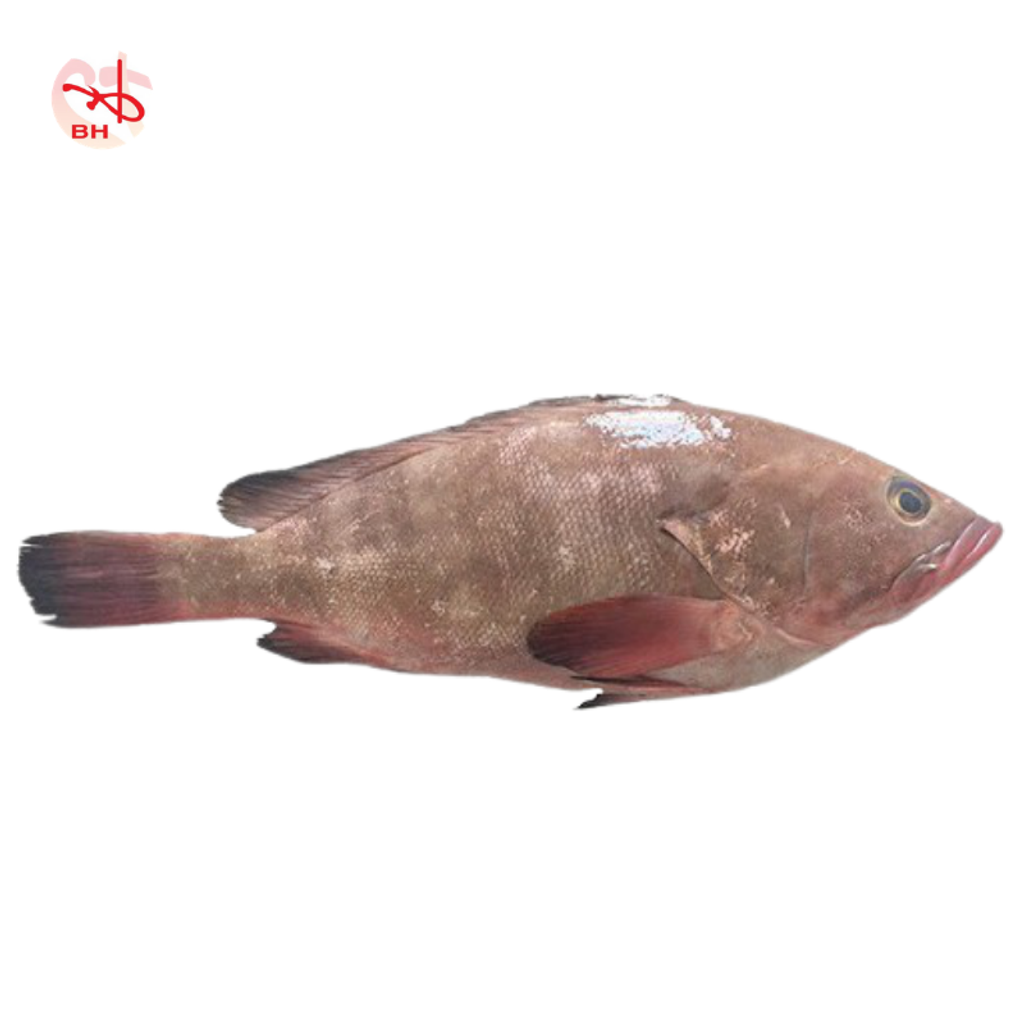 Striped Grouper 2.png