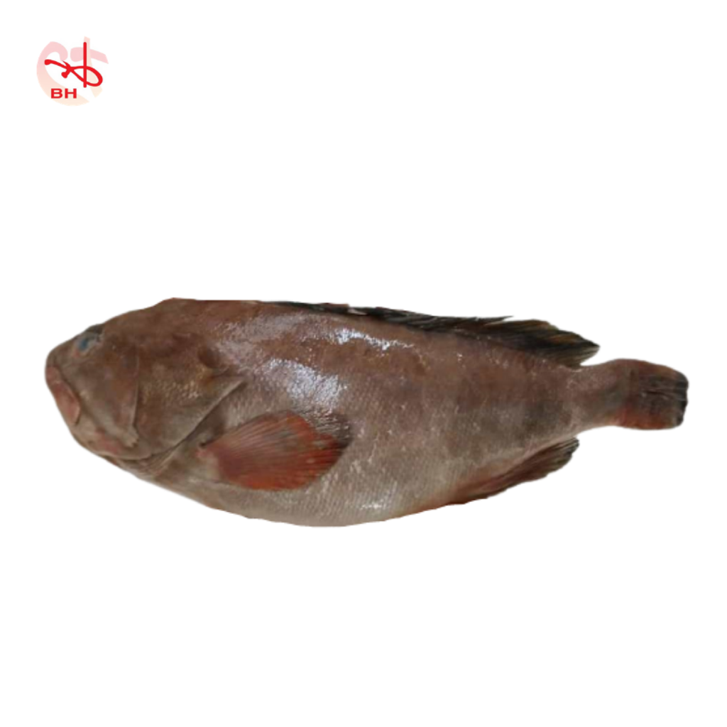 Striped Grouper 3.png