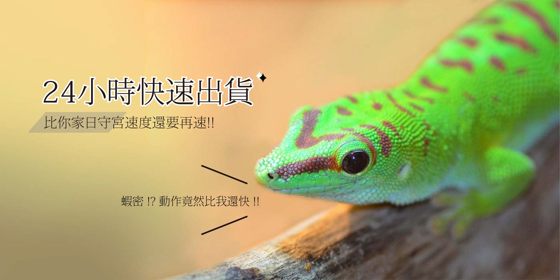 SPET思皮特寵物-全台最專業的兩棲爬蟲用品 | 