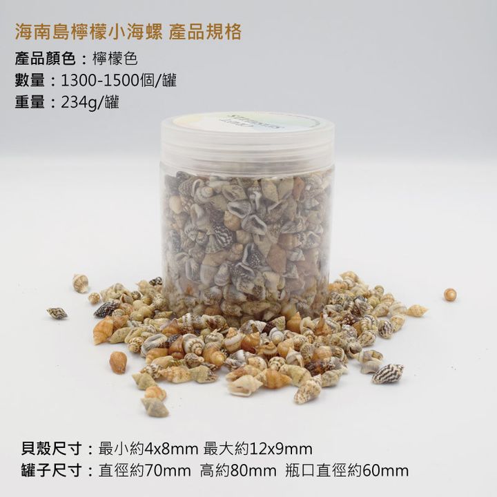 檸檬貝殼尺寸規格.jpg
