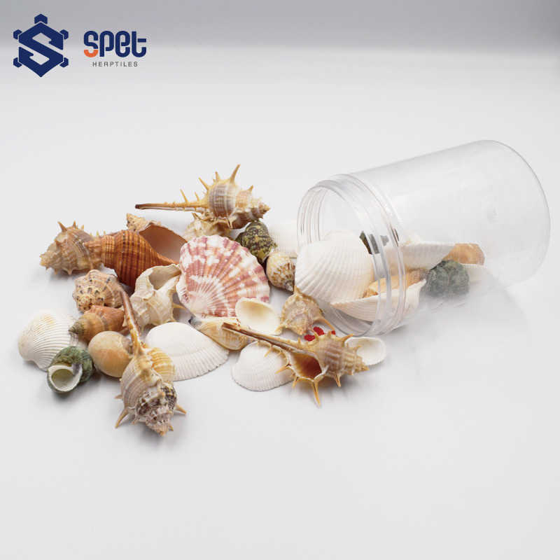 北歐風綜合貝殼海螺– SPET思皮特寵物-全台最專業的兩棲爬蟲用品