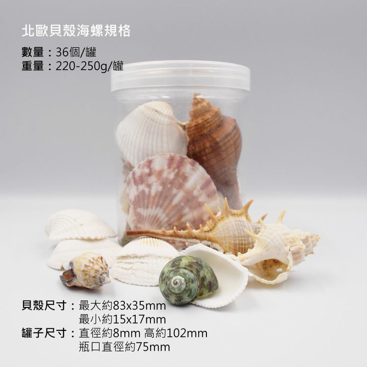 北歐貝殼尺寸.jpg