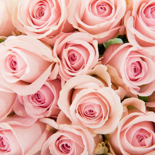 Pink Roses.png