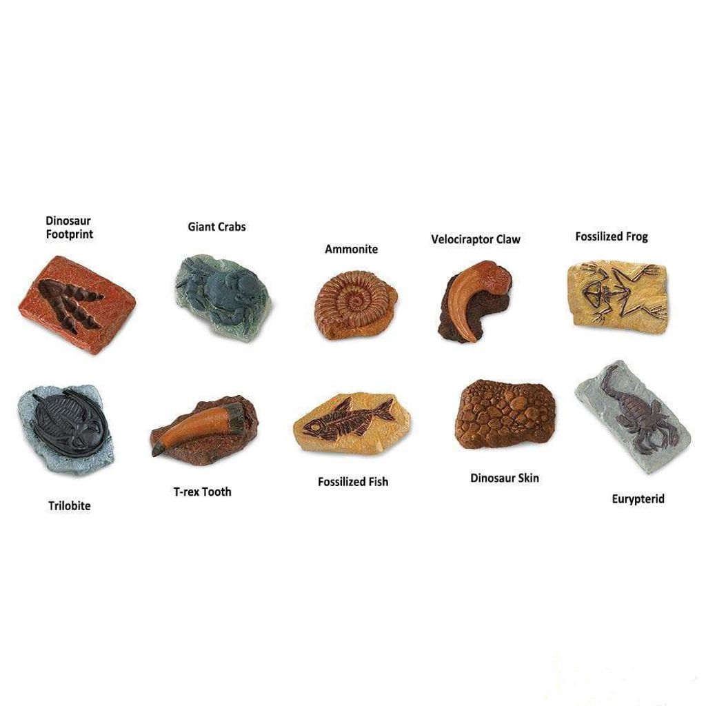 Ancient fossils 4.JPG
