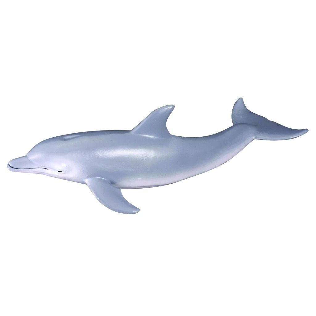 Bottlenose dolphin.jpeg