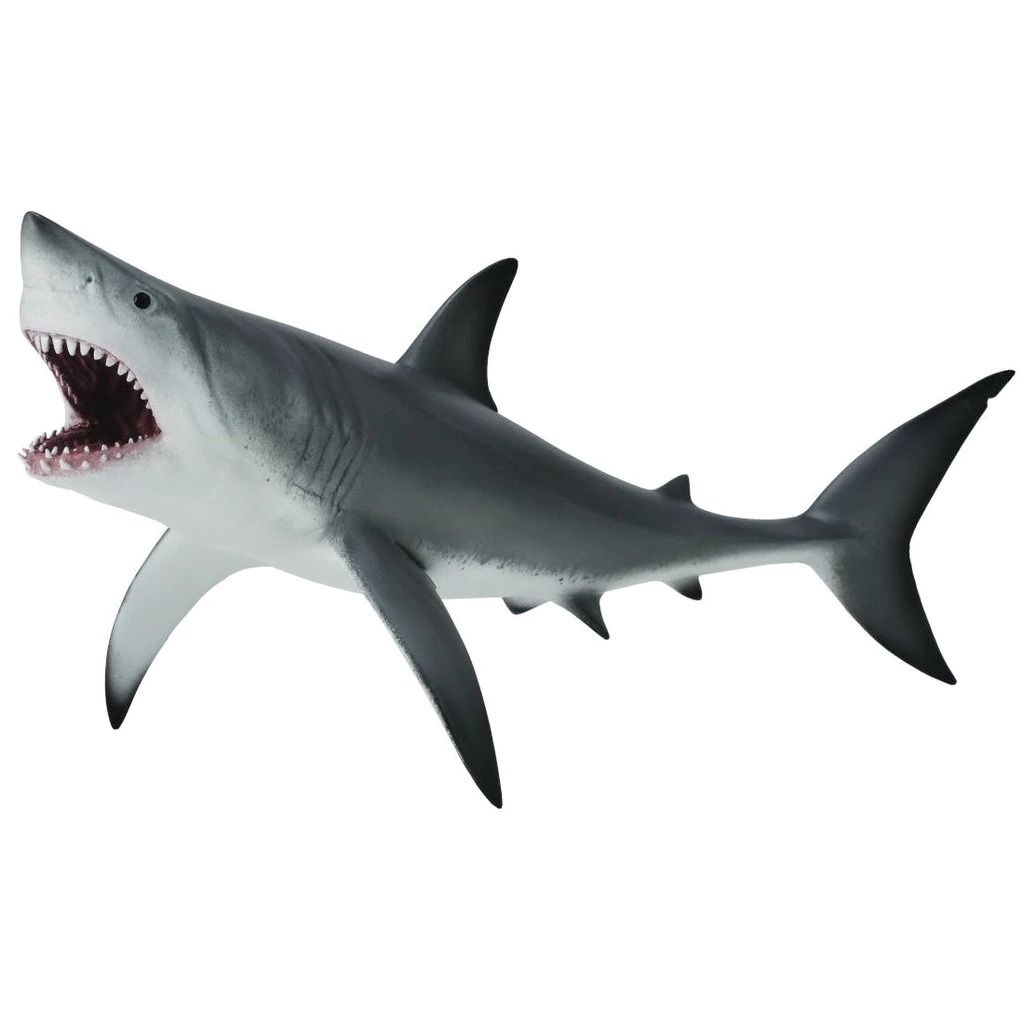 Great white shark open jaw.jpeg