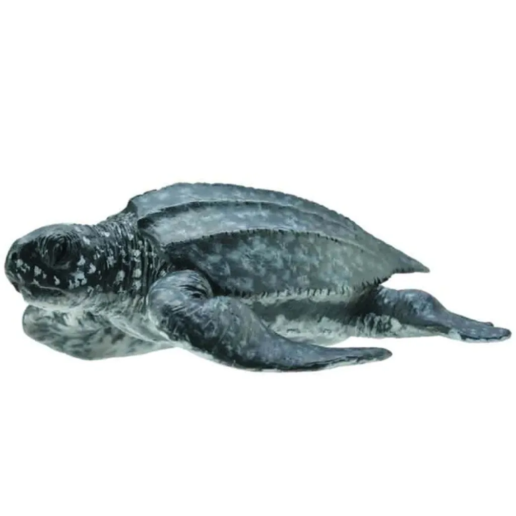 leatherback sea turtle.jpeg