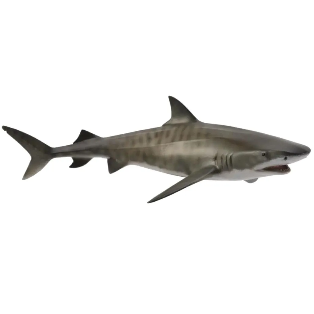 Tiger shark.jpeg