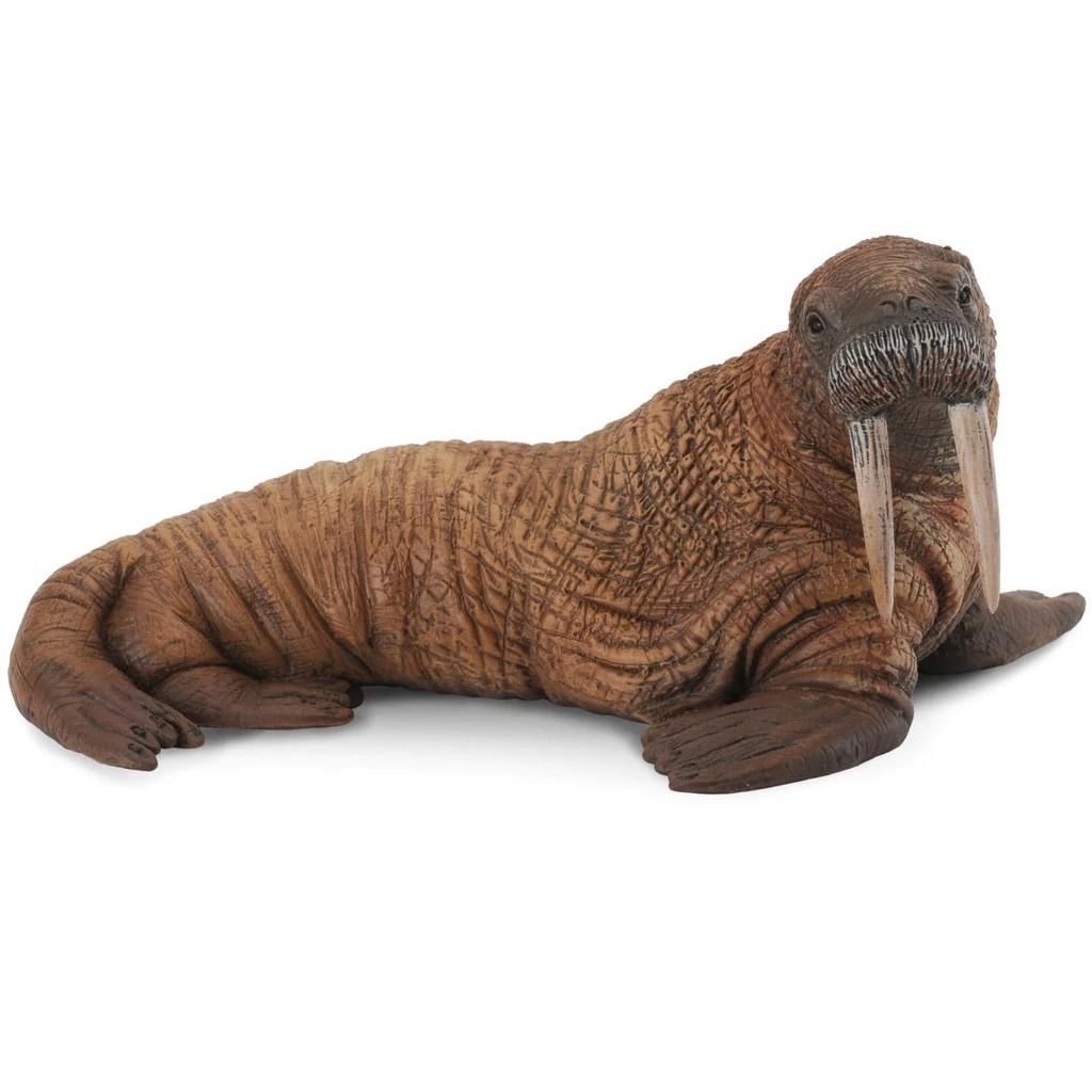 walrus.jpeg