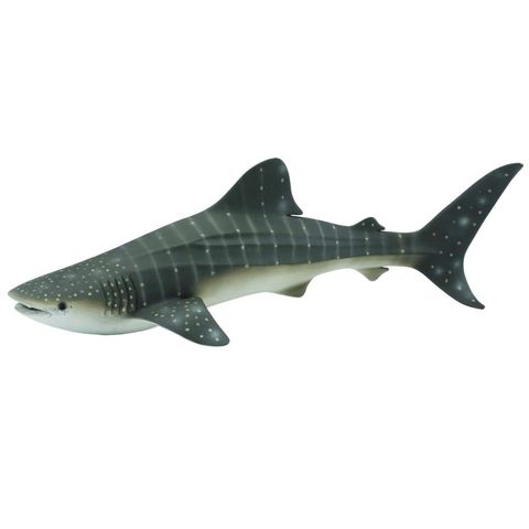 whale shark.jpeg