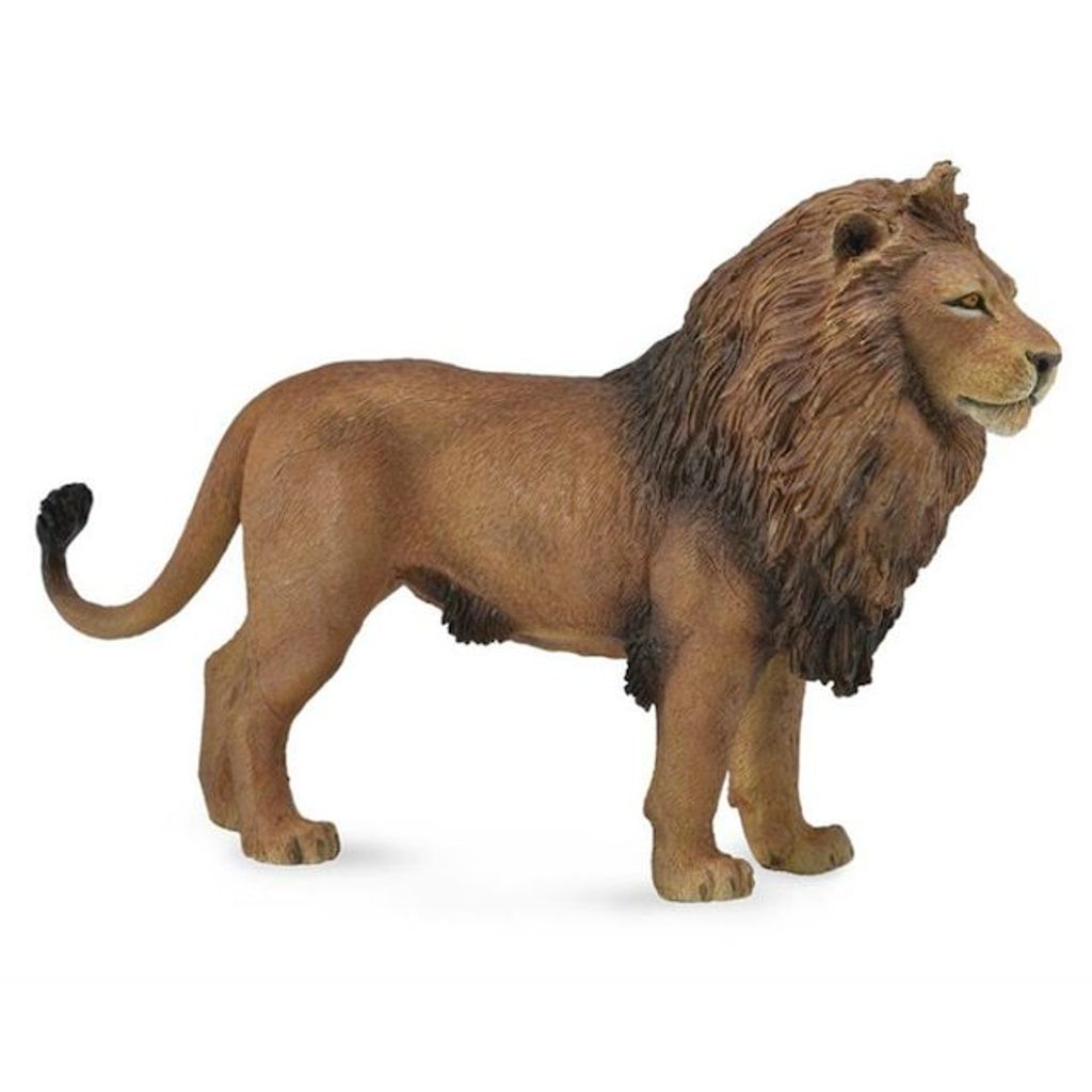 African lion.JPG