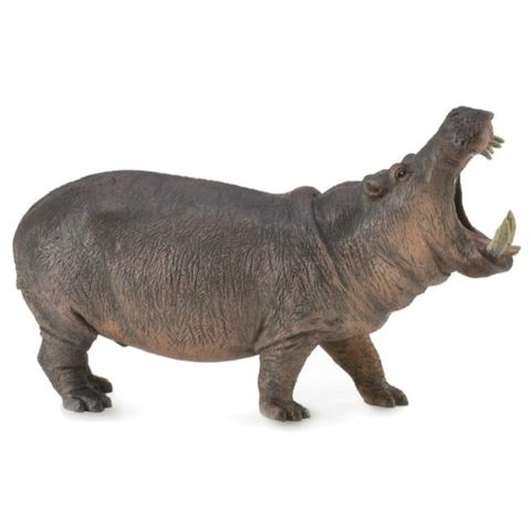 Hippopotamus .JPG