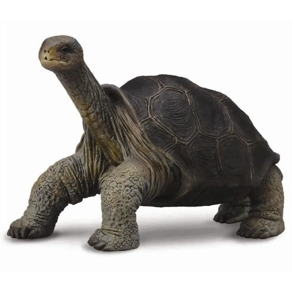 Pinta island tortoise.JPG