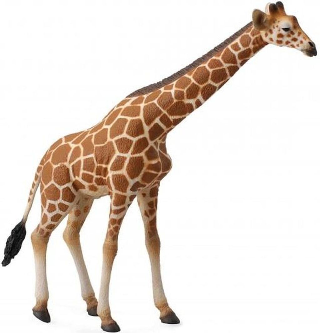 Reticulated giraffe.JPG