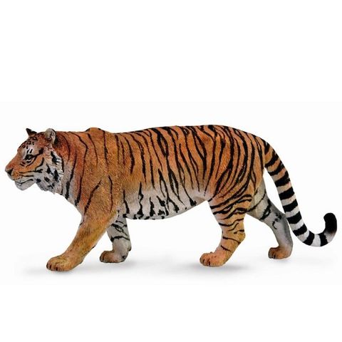 Siberian tiger.JPG