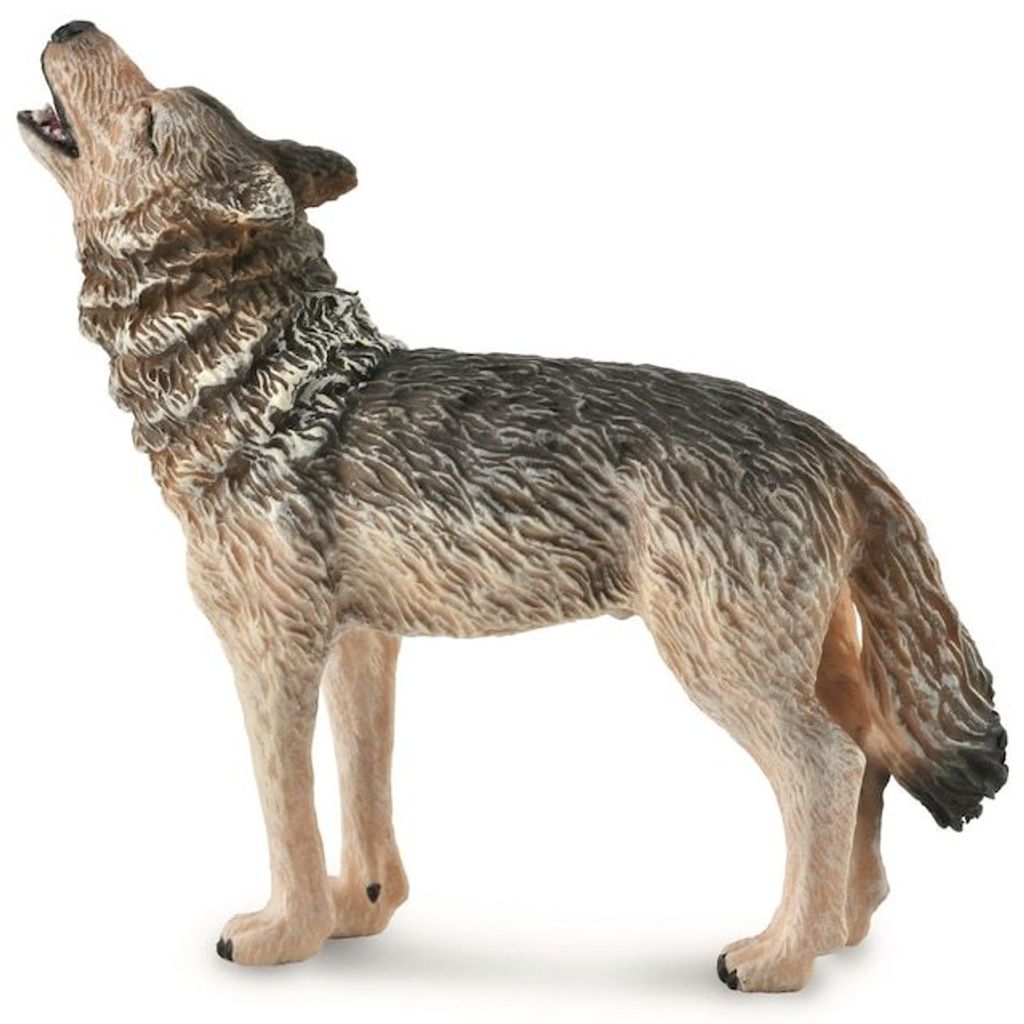 Timber wolf howling.JPG