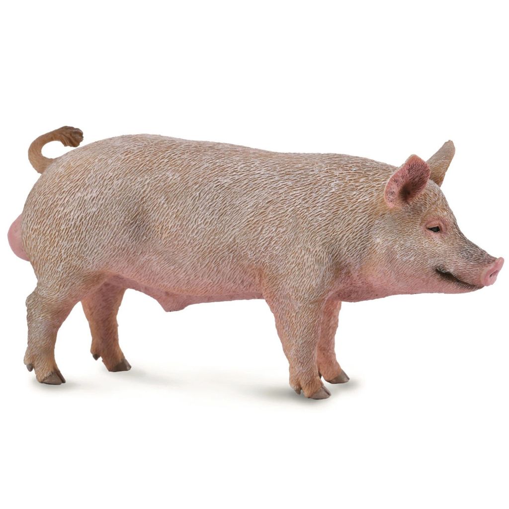 Boar.jpeg