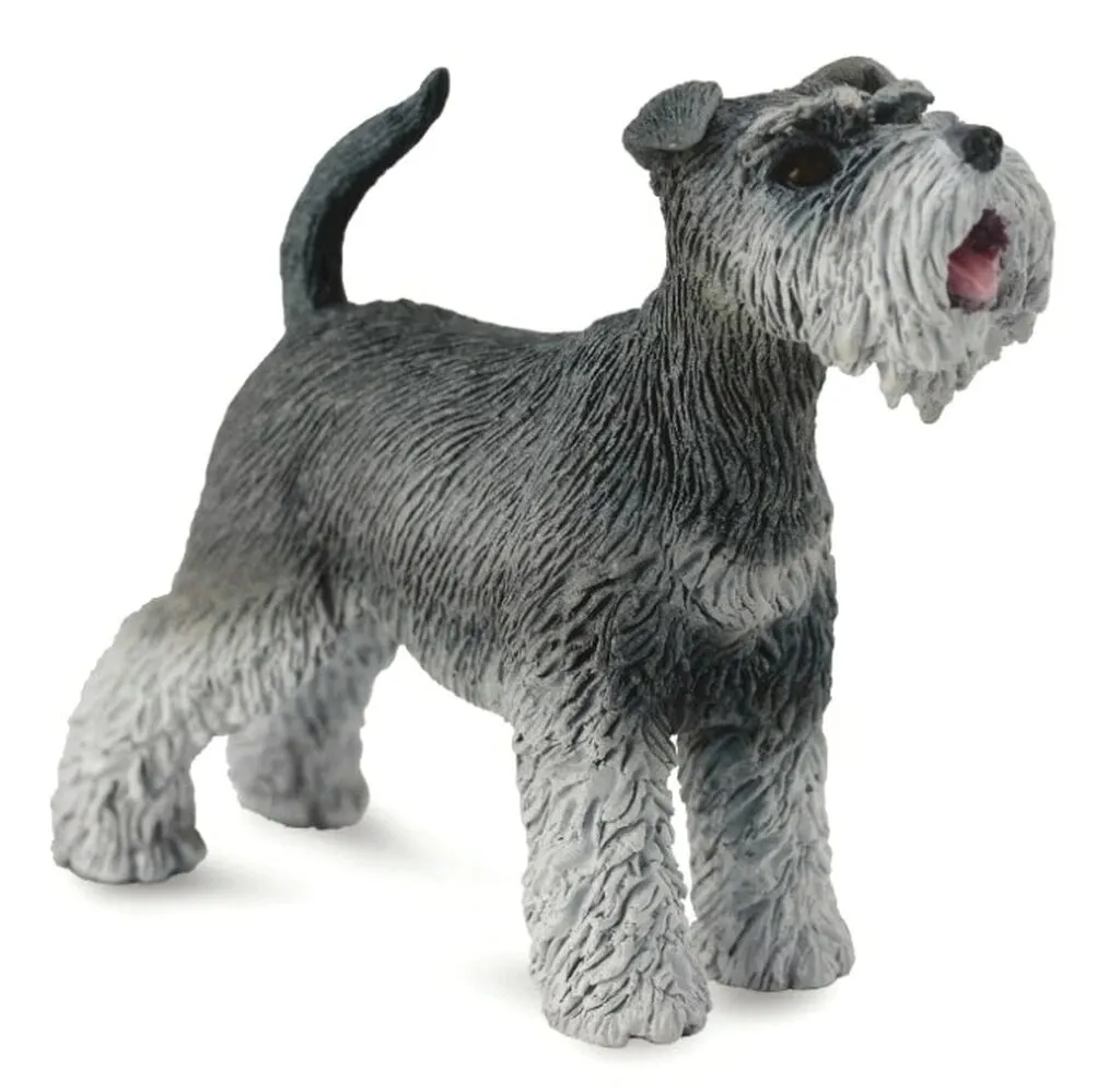 Schnauzer.jpeg