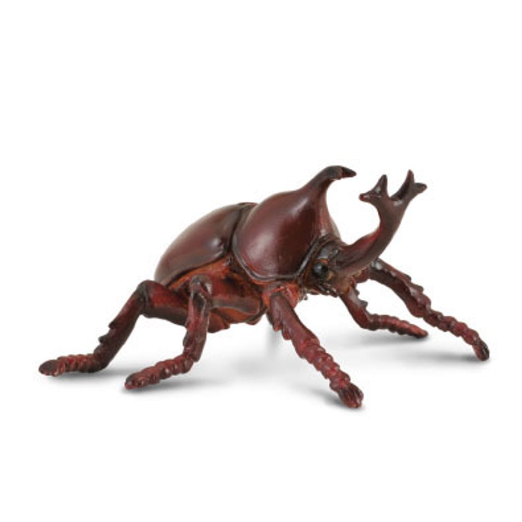 Rhinoceros Beetle.jpg