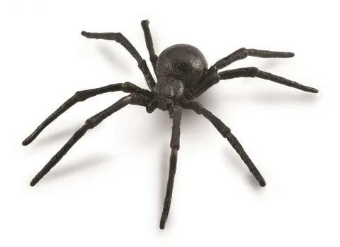 Black Widow Spider.jpg