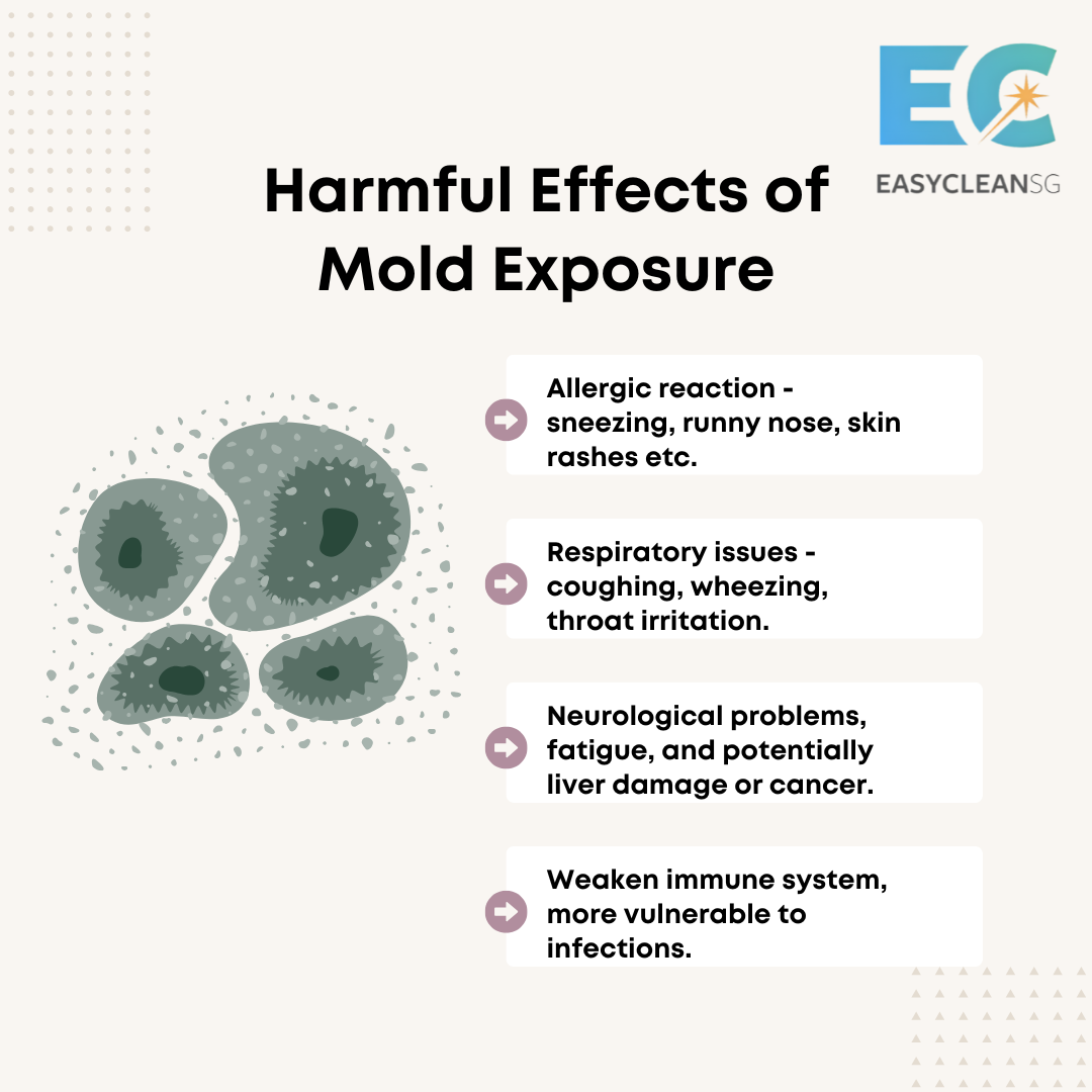Mold Removal Treatment Webpage