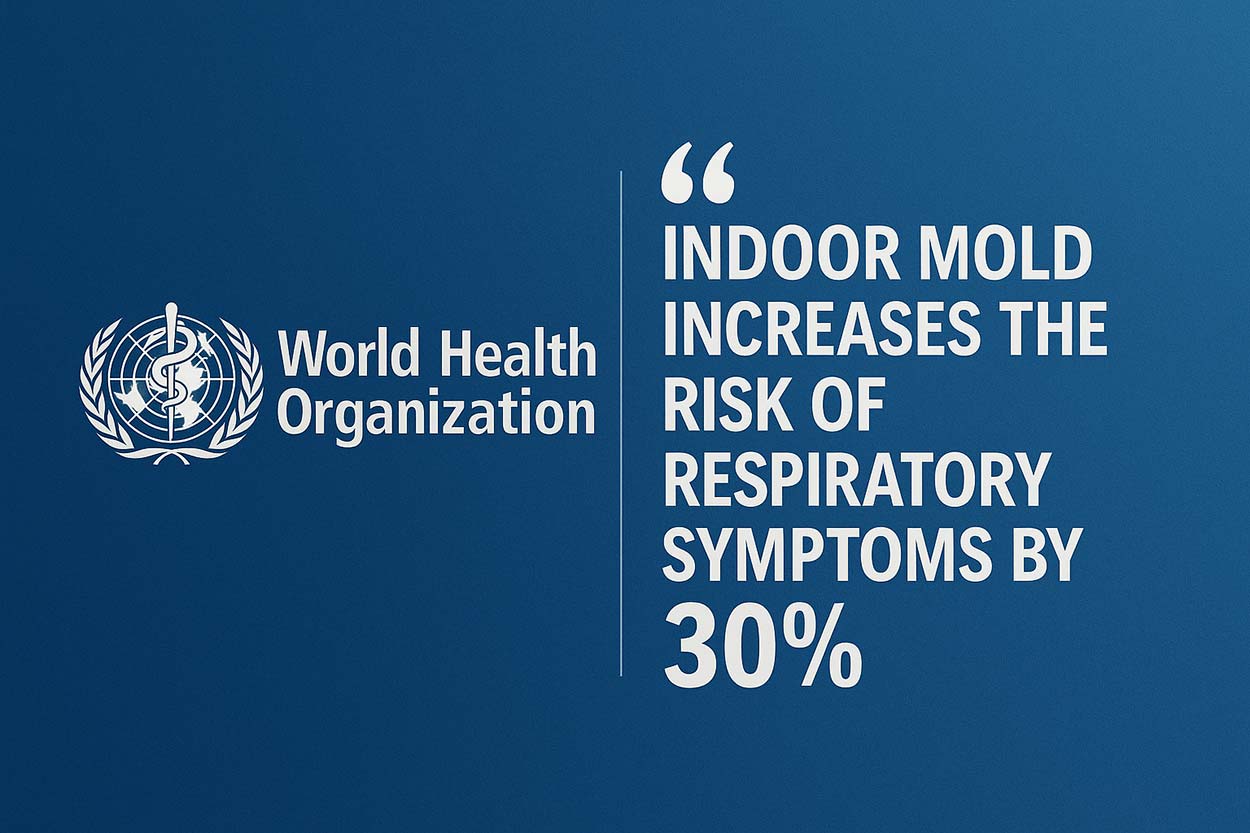 Mold Removal From Walls in Singapore: What You Need to Know