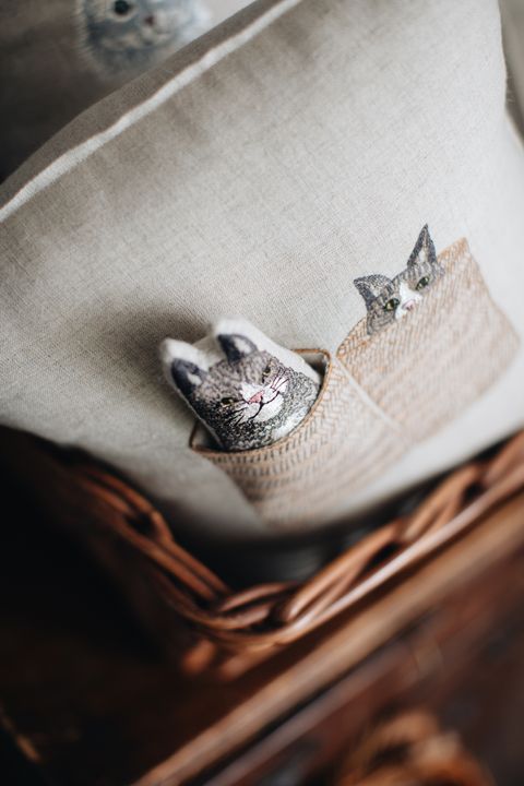 20260114-Sunshinephoto-playcat-bijou-13