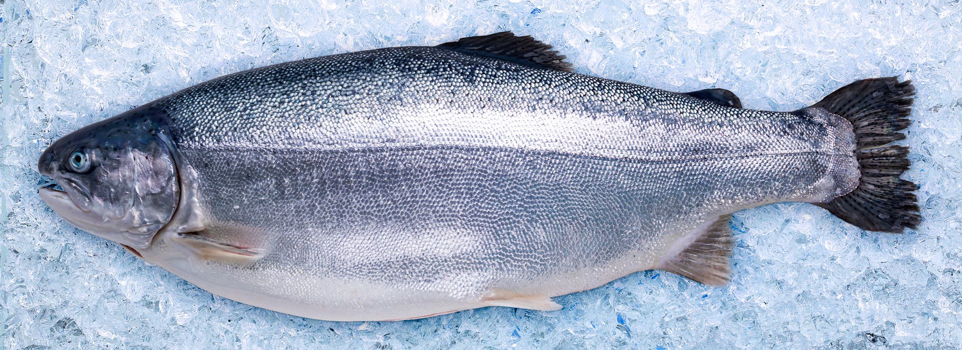 FISHERPRISE FROZEN SDN. BHD. | 
