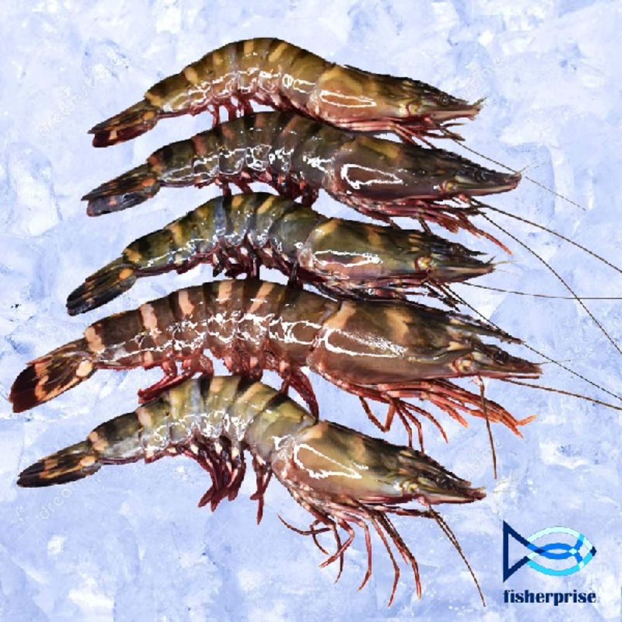 FISHERPRISE FROZEN SDN. BHD. | 🐟Categories🐟 - PRAWN