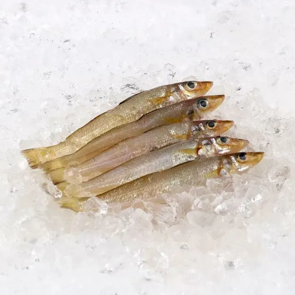 Silver Sillago 沙尖 (500g) Ikan Bulus